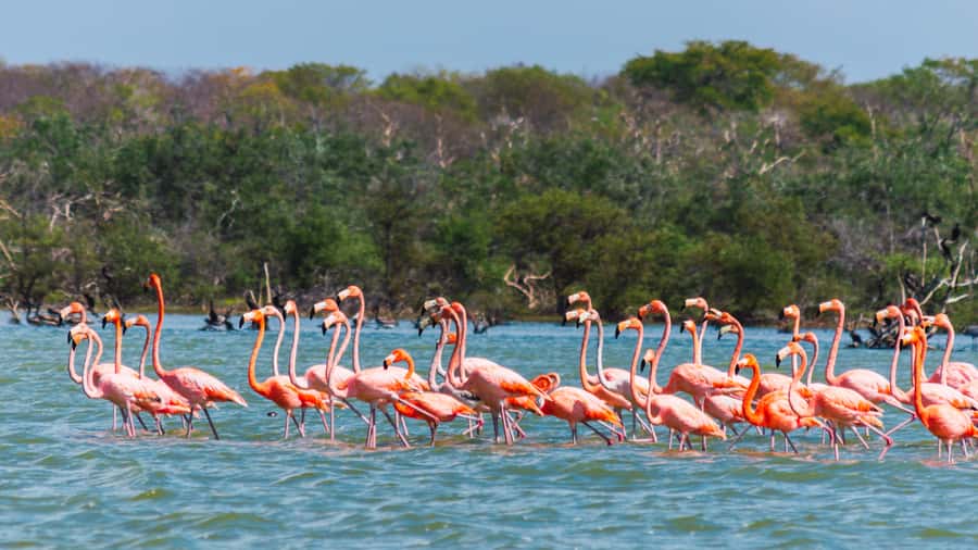 Palomino: Sanctuary of Flamingos Day Tour - Five things to know before you go