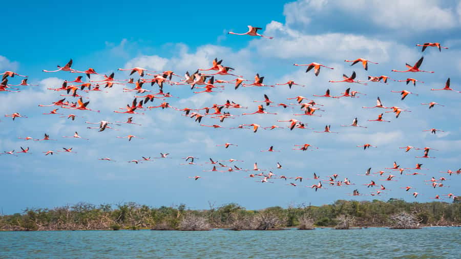 Palomino: Sanctuary of Flamingos Day Tour - Taking the boat among the flamingos