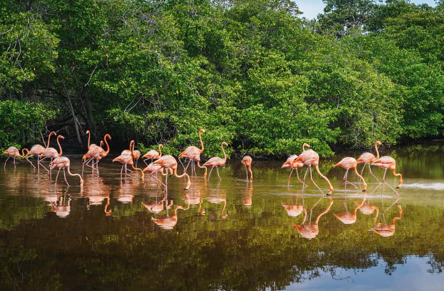 Palomino: Sanctuary of Flamingos Day Tour - Should you book the Sanctuary of Flamingos tour?