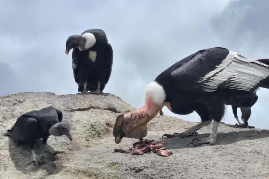 Popayan: Condor Watching in Purace + San Juan Hot Springs - Leaving Popayán at 7:00 am