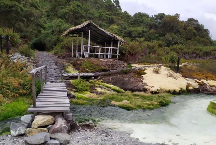 Popayan: Condor Watching in Purace + San Juan Hot Springs - The frailejones valley and a lesson in slow growth