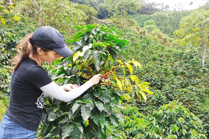Private coffee tour near Medellín, from bean to cup. - The short ride from Medellín to Sabaneta