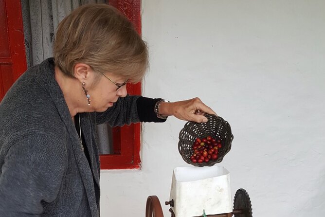 Private coffee tour near Medellín, from bean to cup. - Picking ripe berries on the mountain path