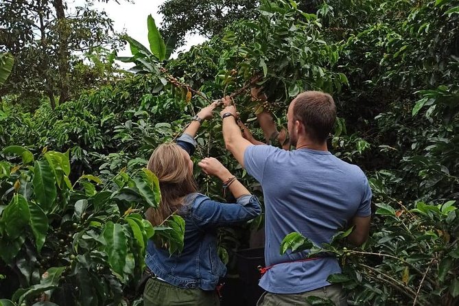Private coffee tour near Medellín, from bean to cup. - Meeting a two-generation coffee family