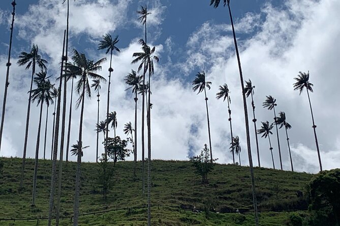 Salento, Cocora and Filandia Private Tour from Pereira or Armenia - Walking among Cocora’s giant wax palms