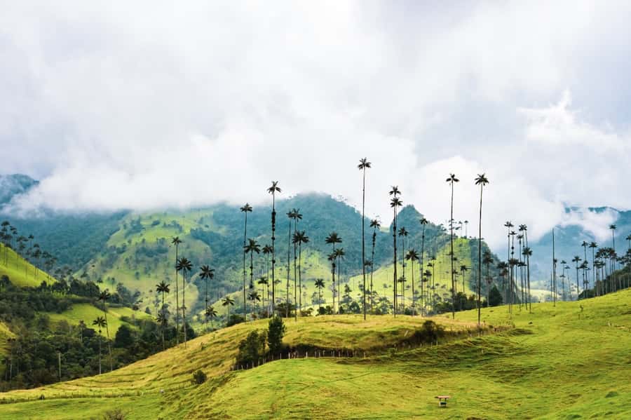 Salento, Cocora and Filandia Tour from Pereira or Armenia - Key points to know before booking