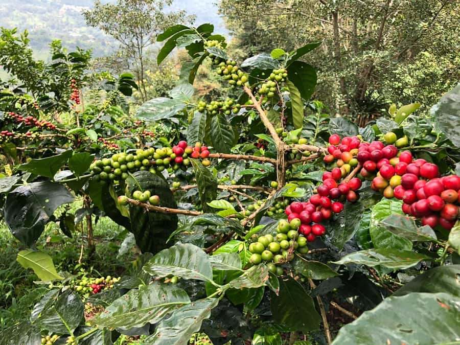 Salento: Coffee Farm Tour with Tasting - Who will enjoy this coffee tour most?