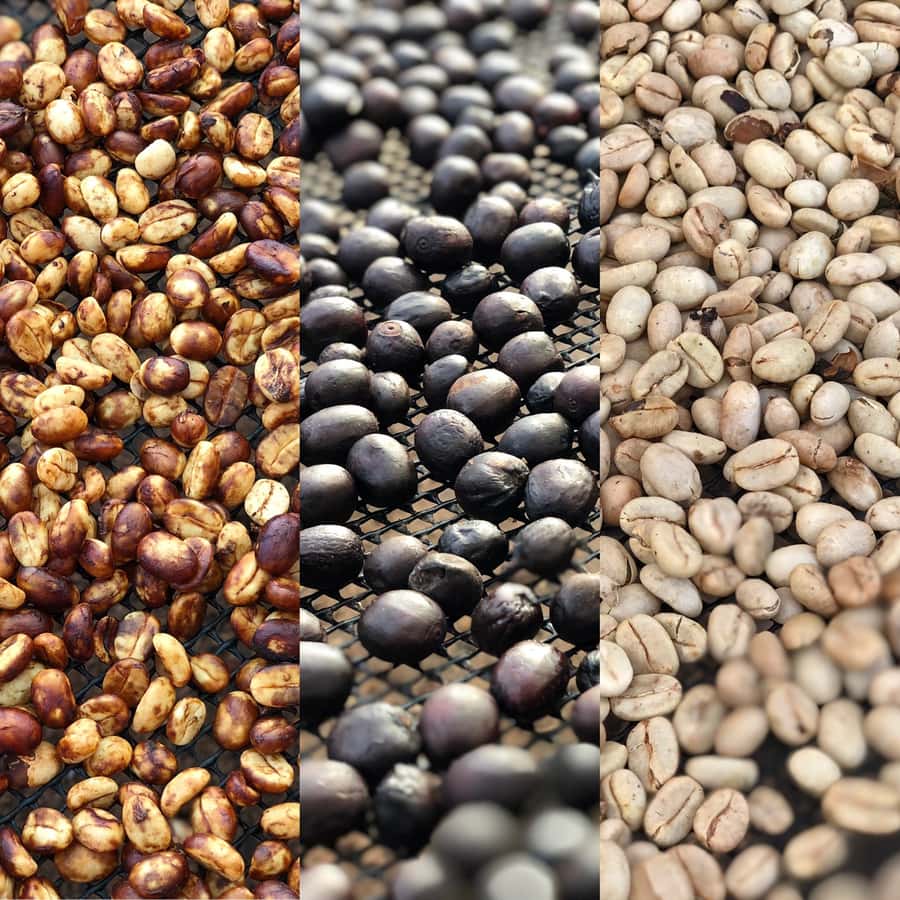 Salento: Coffee Farm Tour with Tasting - Picking cherries and planting a new coffee seedling
