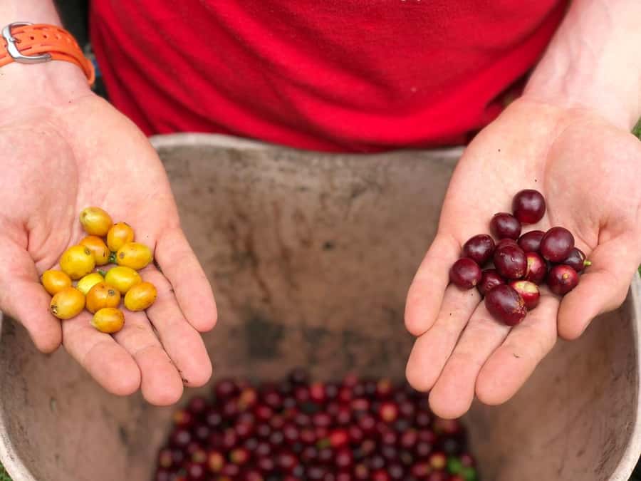 Salento: Coffee Farm Tour with Tasting - Starting with pickup and the journey out