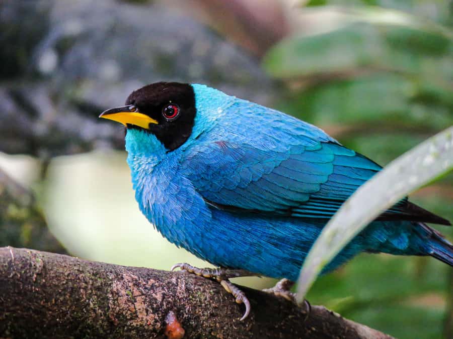 Salento: hike to learn about Birds - What the guide adds to the walk