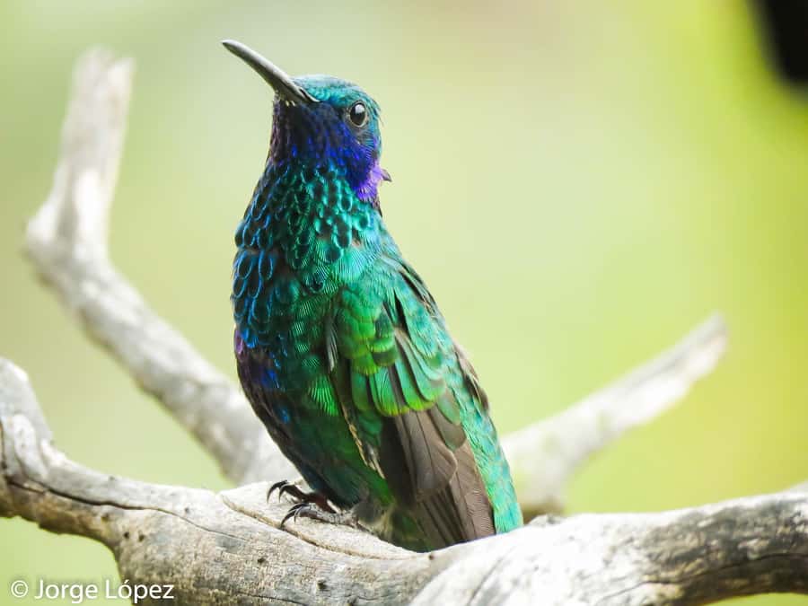 Salento: hike to learn about Birds - Binoculars, fruit, and water included