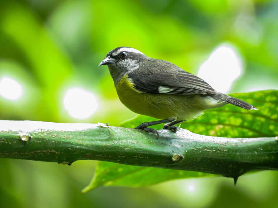 Salento: hike to learn about Birds - Is $60 a fair price?
