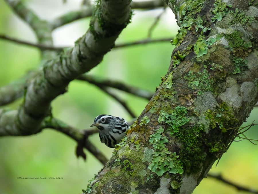 Salento: hike to learn about Birds - How to make the most of the experience