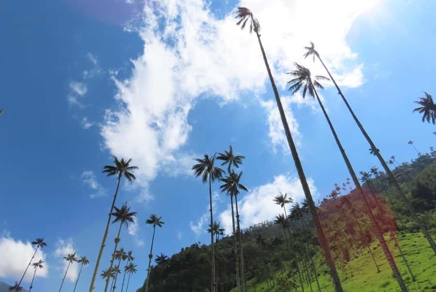 Salento: Salento & Cocora Valley Tour - Key points to know before you book