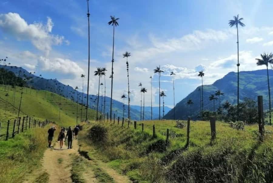 Salento: Salento & Cocora Valley Tour - Why Cocora Valley makes this trip special
