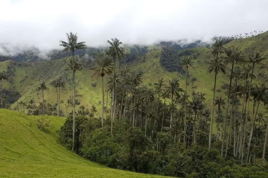 Salento: Salento & Cocora Valley Tour - The mountain viewpoint and Nevados National Park