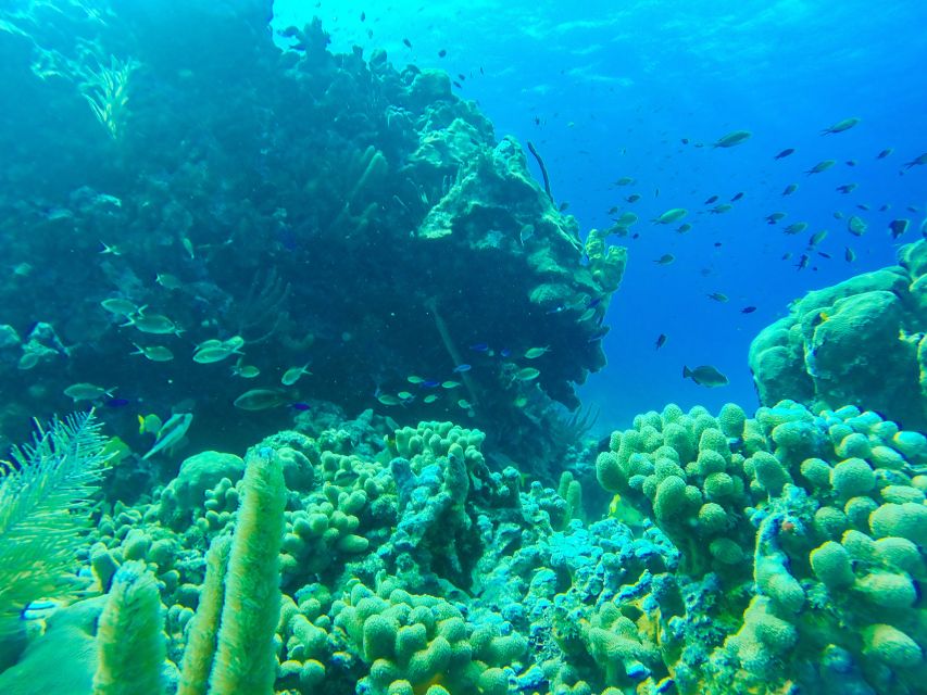San Andrés: Guided Cays and Mangroves Tour - Old Point mangroves and a quieter San Andrés