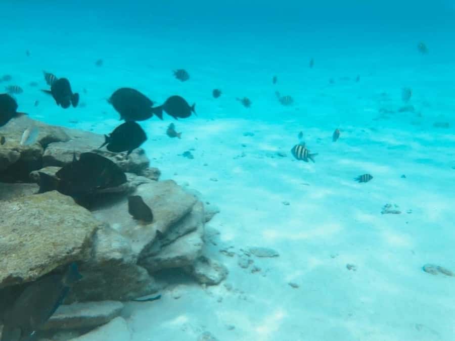 San Andres: Transfer by Boat + Natural Aquarium - Who will enjoy this experience most?
