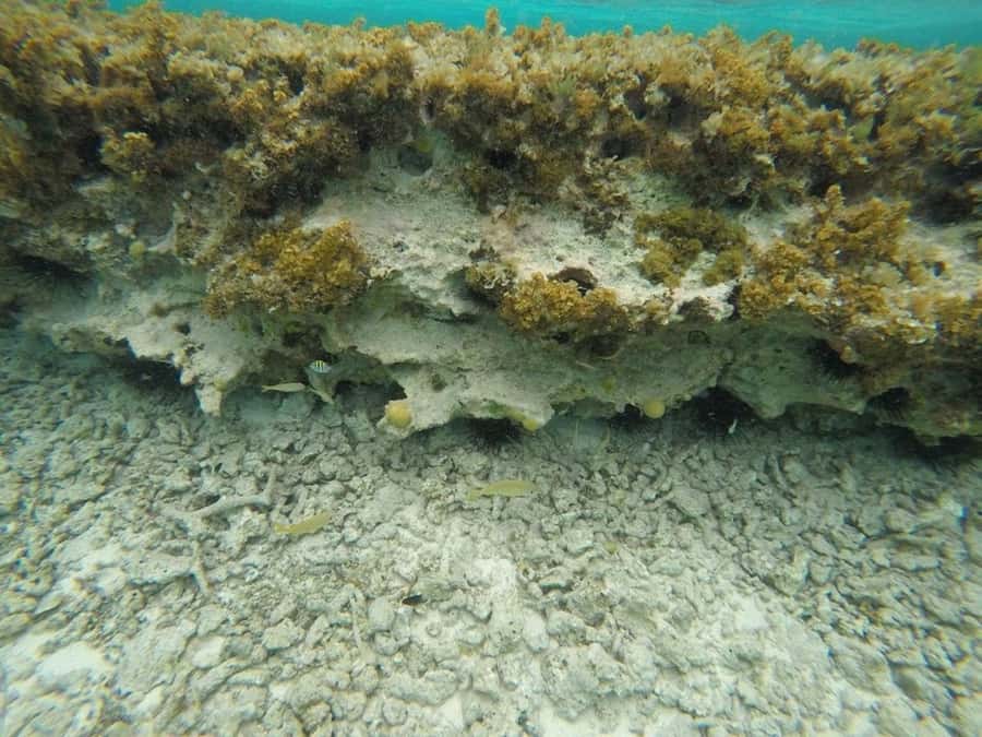 San Andres: Transfer by Boat + Natural Aquarium - What is not included at the Aquarium