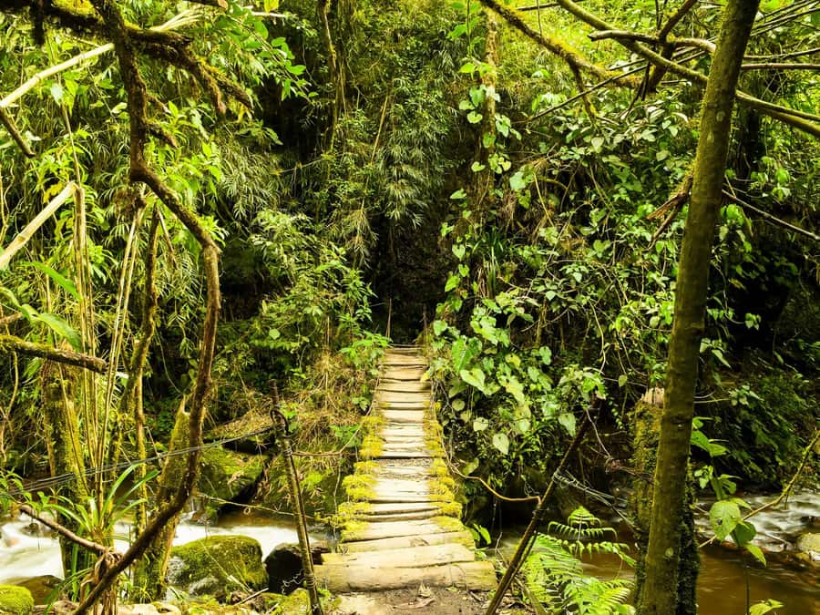 Santa Rita Waterfall and Salento Private Tour - Reaching Santa Rita through tunnels and mud