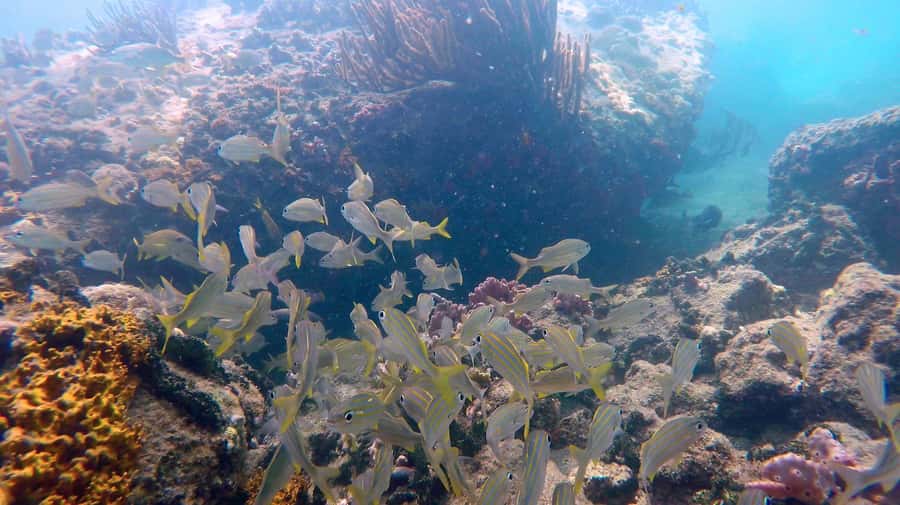 SPEEDBOAT TOUR TO TAYRONA CRISTAL BEACH - The afternoon return and the weak point in the plan