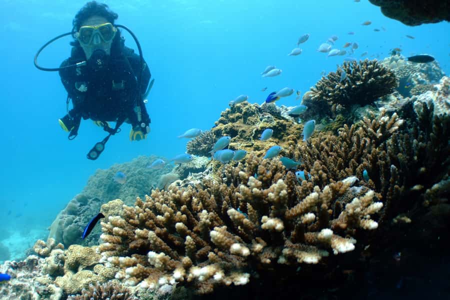 Tayrona National Park: Scuba Diving Tour for Beginners - Photos, videos, snacks, and the value of $138