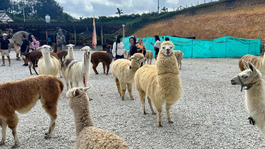 Tour Guatapé con visita a Granja de las Llamas y las Alpacas - Alto del Chocho farm and its llamas