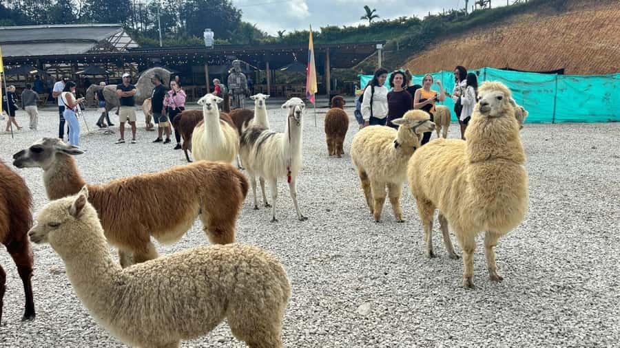 Tour Guatapé con visita a Granja de las Llamas y las Alpacas - Starting from El Poblado or Carrera 70
