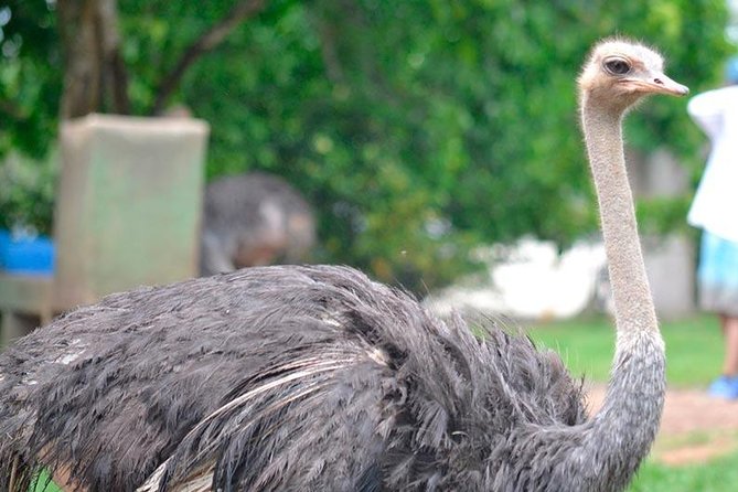 Tour to the Hacienda Nápoles Theme Park - Hippos, Vanessa, and the park’s unusual story