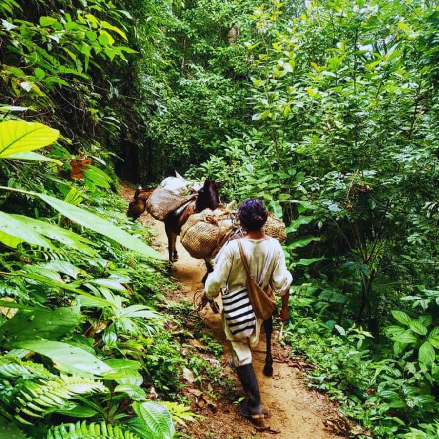 Trekking History and Indigenous Heritage in Minca + Cacao & Coffee + Waterfall - Starting in Minca Central Park