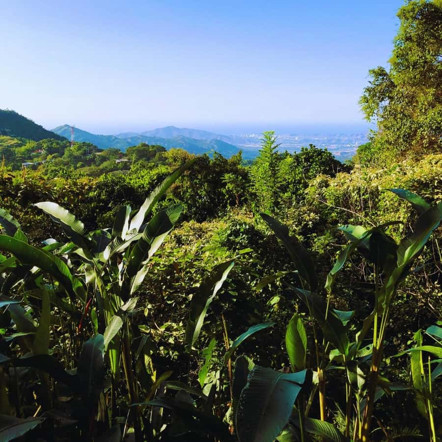 Trekking History and Indigenous Heritage in Minca + Cacao & Coffee + Waterfall - Why the cacao and coffee tasting matters