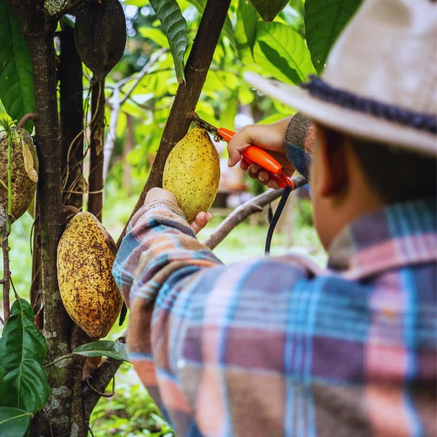 Trekking History and Indigenous Heritage in Minca + Cacao & Coffee + Waterfall - Should you book the Minca heritage trek?