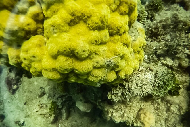 Under a sea of adventures, unforgettable diving. - From Muelle de la Bodeguita to the Island